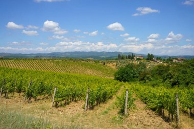 İtalya, Siena yakınlarındaki Chianti üzüm bağları.