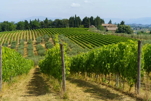 Vinice Chianti Provincii Firenze Toskánsko Itálie Létě — Stock fotografie