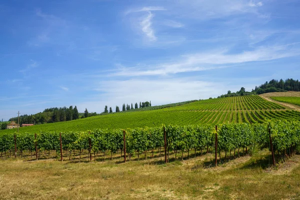 Виноградники Кьянти Провинции Флоренция Тоскана Италия Летом — стоковое фото