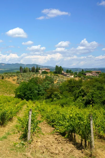 Chianti Szőlőültetvények Siena Közelében Toszkánában Olaszországban Nyáron — Stock Fotó
