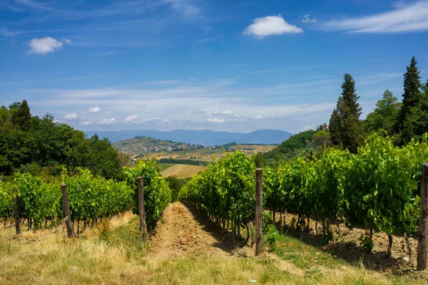 Αμπελώνες Chianti Στην Επαρχία Firenze Τοσκάνη Ιταλία Καλοκαίρι — Φωτογραφία Αρχείου