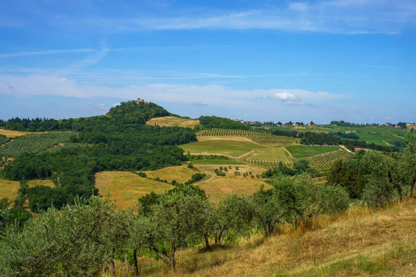 夏のフィレンツェ県 トスカーナ イタリアのキアンティのブドウ畑 — ストック写真