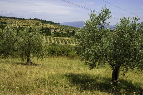 Winnice Chianti Prowincji Firenze Toskania Włochy Latem — Zdjęcie stockowe