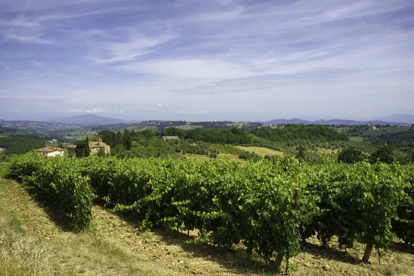 Vinodlingar Chianti Firenze Provinsen Toscana Italien Sommaren — Stockfoto