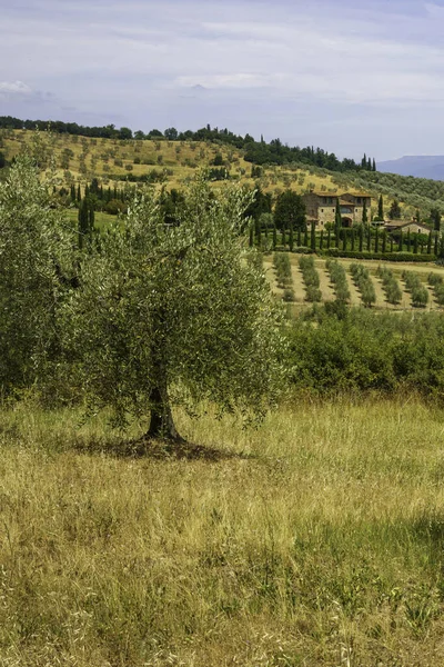 Talya Nın Toskana Bölgesindeki Firenze Eyaletindeki Chianti Üzüm Bağları — Stok fotoğraf