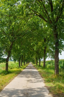 Castiglione yakınlarındaki Adda parkında, Lodi vilayetinde, Lombardy, İtalya, yaz mevsiminde