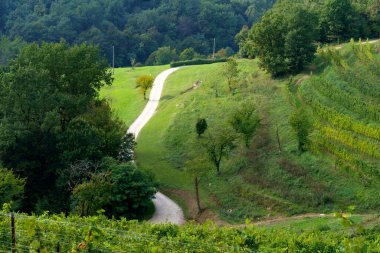 Sonbaharda İtalya 'nın Lombardy eyaletindeki Monte di Rovagnatif' teki Curone parkındaki üzüm bağları
