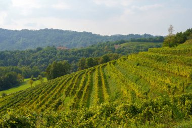Sonbaharda İtalya 'nın Lombardy eyaletindeki Monte di Rovagnatif' teki Curone parkındaki üzüm bağları