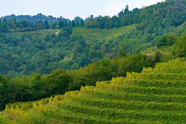 Viñedos Parque Curone Monte Rovagnate Provincia Lecco Lombardía Italia Otoño — Foto de Stock