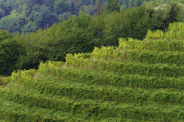 Виноградники Парке Куроне Монте Рованьяте Провинция Лекко Ломбардия Италия Осенью — стоковое фото