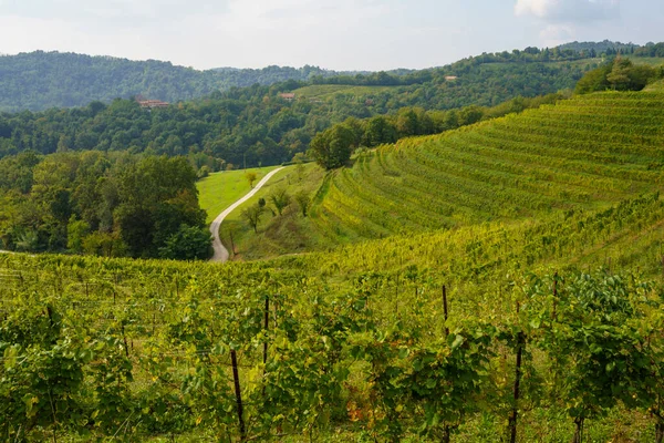 Weinberge Park Von Curone Monte Rovagnate Provinz Lecco Lombardei Italien — Stockfoto