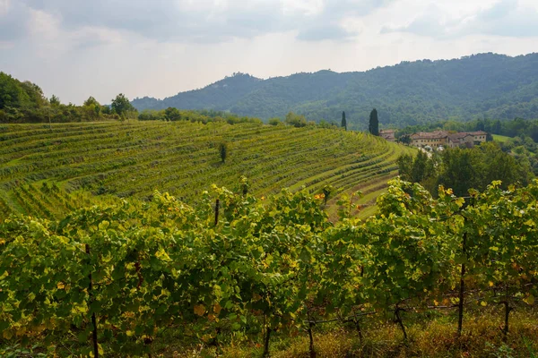 Wijngaarden Het Park Curone Monte Rovagnate Provincie Lecco Lombardije Italië — Stockfoto