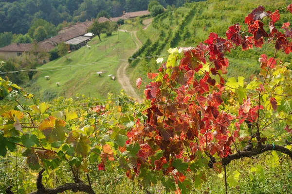 Jesienią Winnice Parku Curone Monte Rovagnate Prowincja Lecco Lombardia Włochy — Zdjęcie stockowe