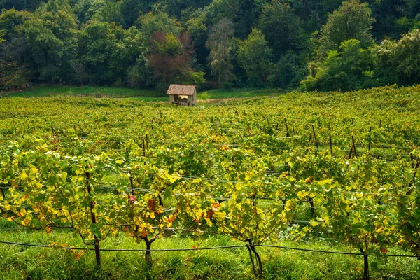 Wijngaarden Het Park Curone Monte Rovagnate Provincie Lecco Lombardije Italië — Stockfoto