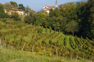 Vineyards in the park of Curone at Monte di Rovagnate, Lecco province, Lombardy, Italy, in autumn