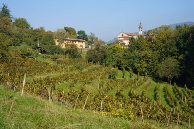 Sonbaharda İtalya 'nın Lombardy eyaletindeki Monte di Rovagnatif' teki Curone parkındaki üzüm bağları
