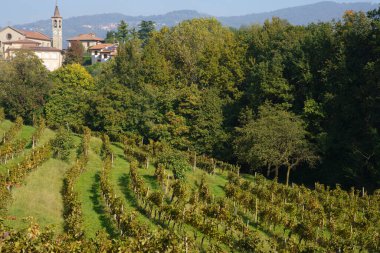 Sonbaharda İtalya 'nın Lombardy eyaletindeki Monte di Rovagnatif' teki Curone parkındaki üzüm bağları