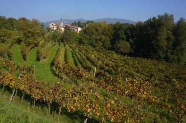 Sonbaharda İtalya 'nın Lombardy eyaletindeki Monte di Rovagnatif' teki Curone parkındaki üzüm bağları