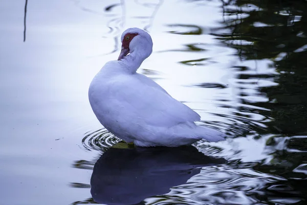 Muscovy Duck Water Adda River Imbersago Lecco Province Lombardy Italy — Stockfoto