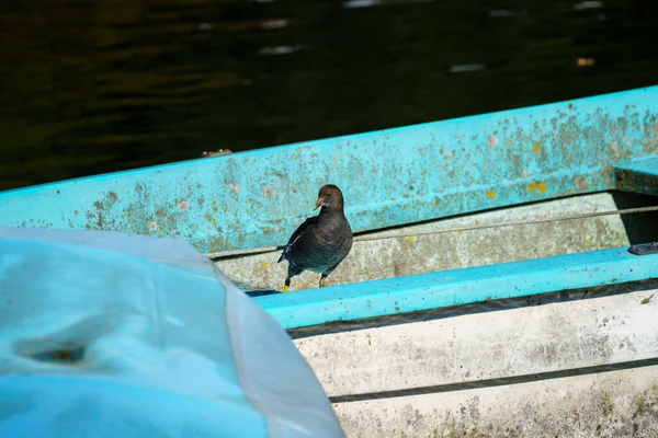 Ein Vogel Auf Einem Boot Fluss Adda Bei Imbersago Provinz — Stockfoto