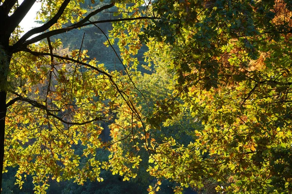 Mediolan Lombardia Włochy Jesienią Park Znany Jako Parco Sempione Październik — Zdjęcie stockowe