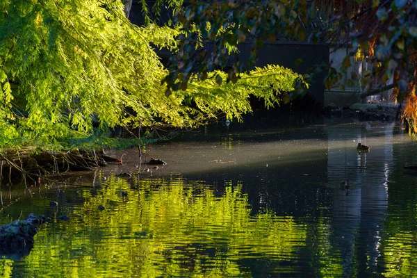 Мілан Ломбардія Італія Парк Відомий Parco Sempione Восени Жовтень — стокове фото