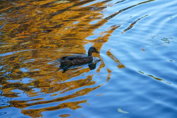 Mailand Lombardei Italien Der Park Parco Sempione Herbst Oktober — Stockfoto