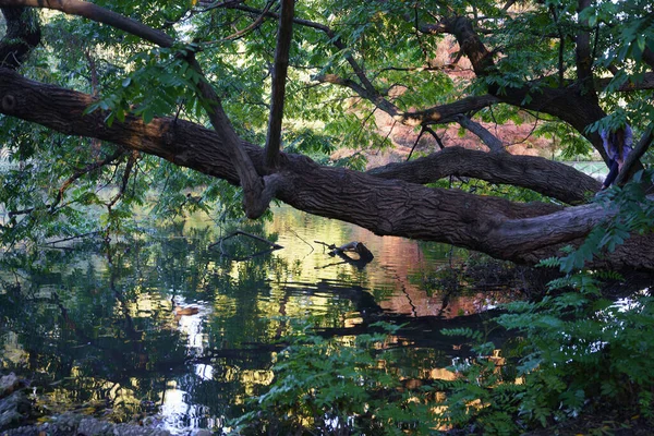 Milan, Lombardy, İtalya: Sonbaharda Parco Sempione olarak bilinen park)