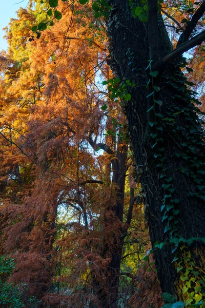 Μιλάνο Λομβαρδία Ιταλία Πάρκο Giardini Montanelli Νοέμβριος — Φωτογραφία Αρχείου