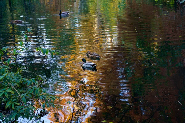 Milan, Lombardy, İtalya: Kasım ayında Giardini Montanelli olarak bilinen park