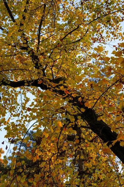 Milan, Lombardy, İtalya: Kasım ayında Giardini Montanelli olarak bilinen park