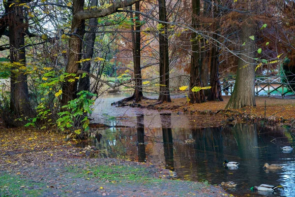 Mediolan Lombardia Włochy Park Znany Jako Parco Sempione Listopadzie — Zdjęcie stockowe