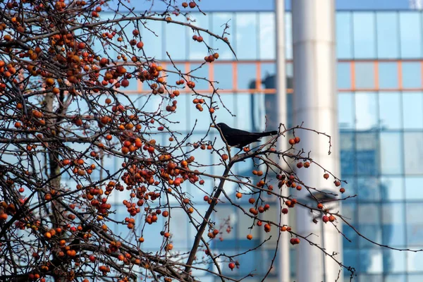 Björnfågel Ett Träd Med Röda Bär Milano Vintern — Stockfoto
