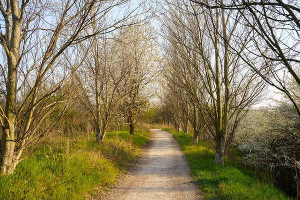 Grugnotorto Parkı, Milano ve Monza arasında, Lombardy, İtalya, Mart ayında