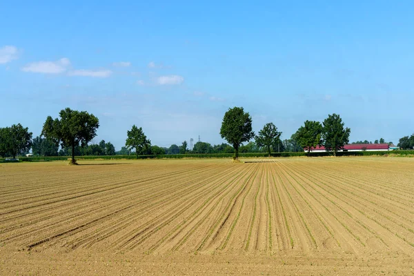 Rural Landscape Lodi Lombardy Italy Summer — ストック写真