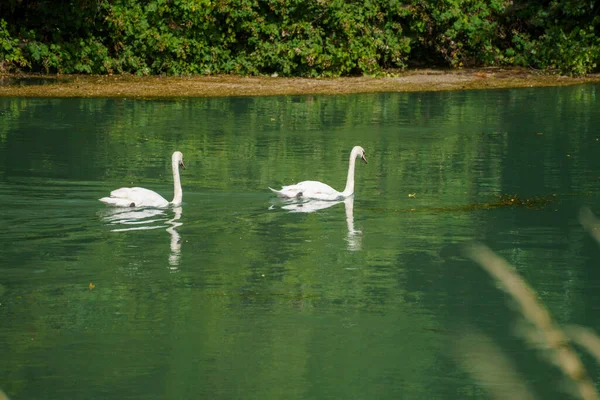 Swans Mincio River Cycleway Mantua Province Lombardy Italy Summer — Stockfoto