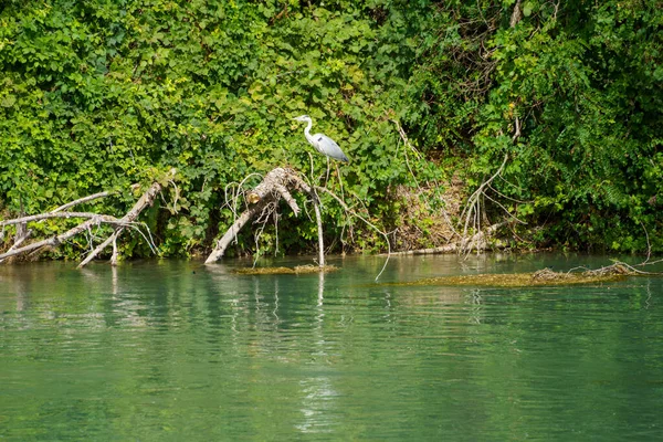 Heron Mincio River Cycleway Mantua Province Lombardy Italy Summer — Foto de Stock