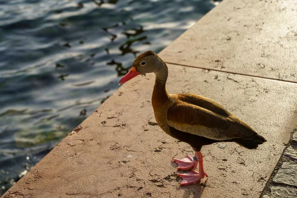 Garda Lake Malcesine Verona Province Veneto Italy Evening Bird — Stockfoto