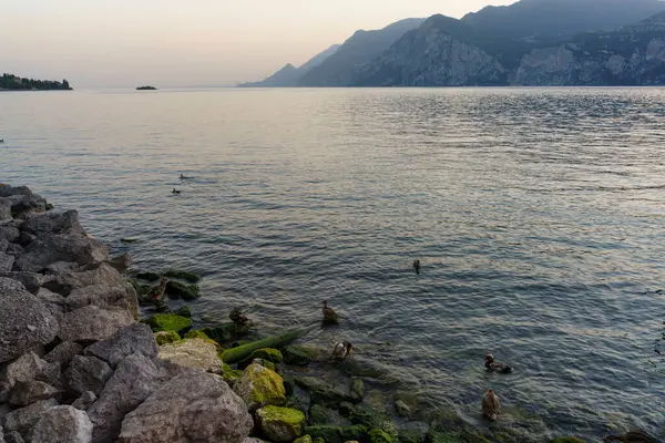 Garda Lake Malcesine Verona Province Veneto Italy Evening — ストック写真