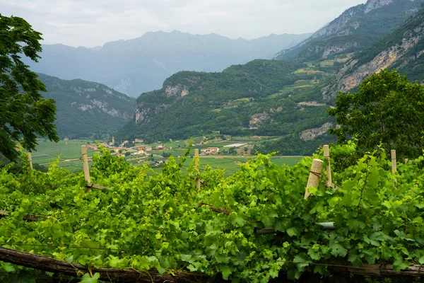 Vineyards Hills Mori Trento Province Trentino Alto Adige Italy Summer — Stock fotografie