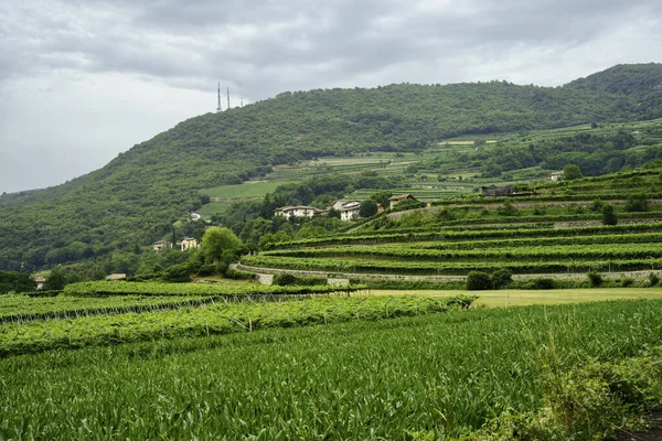 Vineyards Hills Mori Trento Province Trentino Alto Adige Italy Summer — Stockfoto