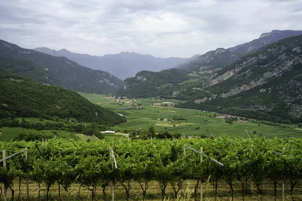 Vineyards Hills Mori Trento Province Trentino Alto Adige Italy Summer — 图库照片