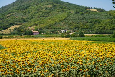 Yazın İtalya, Veneto, Padua ilindeki Colli Euganei kırsalında manzara
