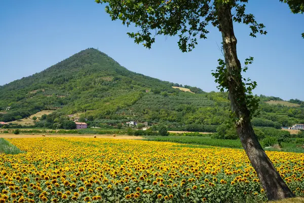 Yazın Talya Veneto Padua Ilindeki Colli Euganei Kırsalında Manzara — Stok fotoğraf