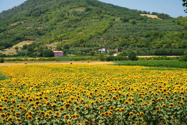 Landskap Landsbygda Ved Colli Euganei Provinsen Padova Veneto Italia Sommeren – stockfoto