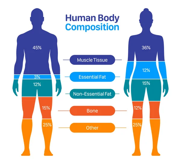 Comparação da composição corporal masculina e feminina. Composição do corpo humano gráfico ilustração vetorial — Vetor de Stock