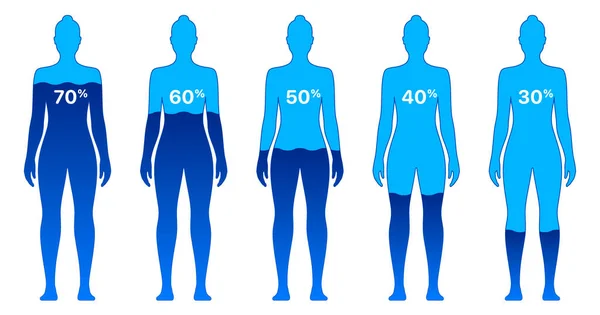 Vrouwelijk lichaam met verschillende waterniveau percentages, vectorillustratie, geïsoleerd op achtergrond. — Stockvector