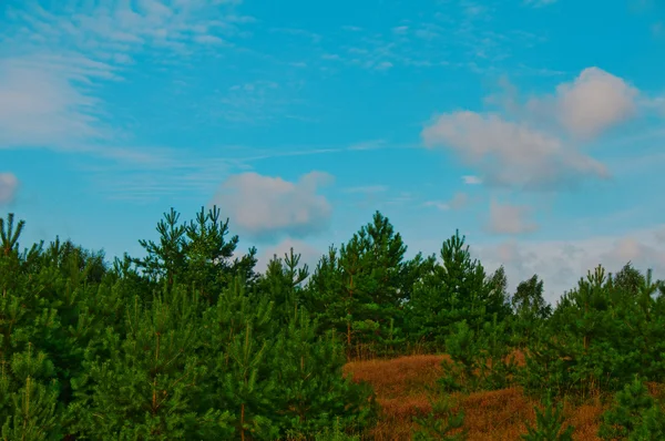 Le ciel bleu — Photo