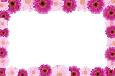 arka plan - gerbera çerçeve