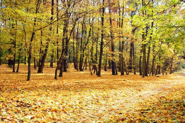 Gouden herfst — Stockfoto